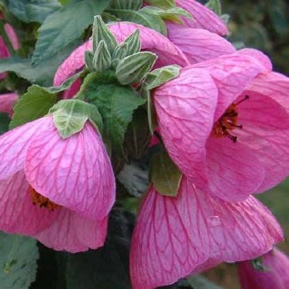 Online Plants